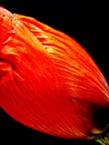 Der Farbstoff Cyanidin (2-(3,4-Dihydroxyphenyl)-3,5,7-trihydroxychromenium) ist für die rote Färbung der Blütenblätter des Mohns verantwortlich. 