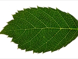 Brombeere (Rubus sect. Rubus) 