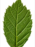 Brombeere (Rubus sect. Rubus) 