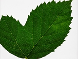 Brombeere (Rubus sect. Rubus) 
