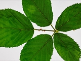 Brombeere (Rubus sect. Rubus) 