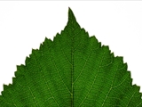 Brombeere (Rubus sect. Rubus) 