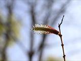 Die Weidenkätzchen sind der Blütenstand von Weiden (Salix).