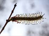 Die Weidenkätzchen sind der Blütenstand von Weiden (Salix).