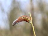 Die Weidenkätzchen sind der Blütenstand von Weiden (Salix).