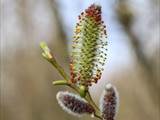 Die Weidenkätzchen sind der Blütenstand von Weiden (Salix).