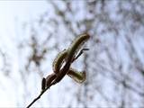 Die Weidenkätzchen sind der Blütenstand von Weiden (Salix).