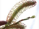 Die Weidenkätzchen sind der Blütenstand von Weiden (Salix).