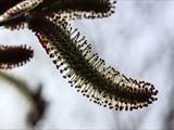 Die Weidenkätzchen sind der Blütenstand von Weiden (Salix).