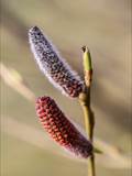 Die Weidenkätzchen sind der Blütenstand von Weiden (Salix).