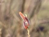 Die Weidenkätzchen sind der Blütenstand von Weiden (Salix).