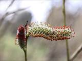 Die Weidenkätzchen sind der Blütenstand von Weiden (Salix).