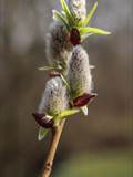 Die Weidenkätzchen sind der Blütenstand von Weiden (Salix).