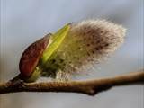 Die Weidenkätzchen sind der Blütenstand von Weiden (Salix).