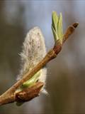 Die Weidenkätzchen sind der Blütenstand von Weiden (Salix).