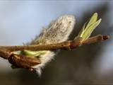 Die Weidenkätzchen sind der Blütenstand von Weiden (Salix).