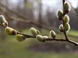 Die Weidenkätzchen sind der Blütenstand von Weiden (Salix).