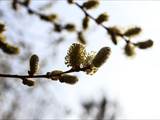 Die Weidenkätzchen sind der Blütenstand von Weiden (Salix).