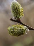 Die Weidenkätzchen sind der Blütenstand von Weiden (Salix).