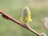 Die Weidenkätzchen sind der Blütenstand von Weiden (Salix).