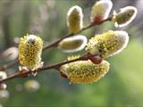 Die Weidenkätzchen sind der Blütenstand von Weiden (Salix).