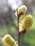 Die Weidenkätzchen sind der Blütenstand von Weiden (Salix).