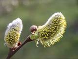 Die Weidenkätzchen sind der Blütenstand von Weiden (Salix).