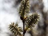 Die Weidenkätzchen sind der Blütenstand von Weiden (Salix).