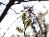 Die Weidenkätzchen sind der Blütenstand von Weiden (Salix).