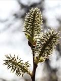 Die Weidenkätzchen sind der Blütenstand von Weiden (Salix).