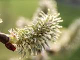 Die Weidenkätzchen sind der Blütenstand von Weiden (Salix).