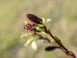 Die Weidenkätzchen sind der Blütenstand von Weiden (Salix).