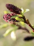 Die Weidenkätzchen sind der Blütenstand von Weiden (Salix).