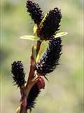 Die Weidenkätzchen sind der Blütenstand von Weiden (Salix).