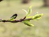 Die Weidenkätzchen sind der Blütenstand von Weiden (Salix).