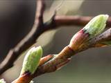 Die Weidenkätzchen sind der Blütenstand von Weiden (Salix).