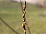 Die Weidenkätzchen sind der Blütenstand von Weiden (Salix).