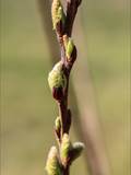 Die Weidenkätzchen sind der Blütenstand von Weiden (Salix).