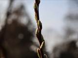 Die Weidenkätzchen sind der Blütenstand von Weiden (Salix).