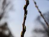 Die Weidenkätzchen sind der Blütenstand von Weiden (Salix).