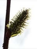 Die Weidenkätzchen sind der Blütenstand von Weiden (Salix).