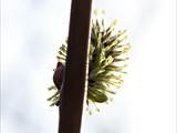 Die Weidenkätzchen sind der Blütenstand von Weiden (Salix).