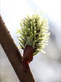 Die Weidenkätzchen sind der Blütenstand von Weiden (Salix).