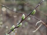 Die Weidenkätzchen sind der Blütenstand von Weiden (Salix).