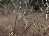 Die Weidenkätzchen sind der Blütenstand von Weiden (Salix).