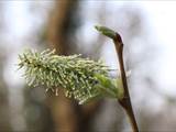 Die Weidenkätzchen sind der Blütenstand von Weiden (Salix).