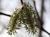 Die Weidenkätzchen sind der Blütenstand von Weiden (Salix).