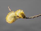 Die Weidenkätzchen sind der Blütenstand von Weiden (Salix).