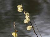 Die Weidenkätzchen sind der Blütenstand von Weiden (Salix).