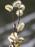 Die Weidenkätzchen sind der Blütenstand von Weiden (Salix).